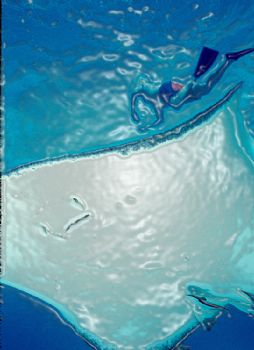 "Illusion"  Taken at Stingray City, Cayman w/NikV, 20mm l... by Beverly Speed 